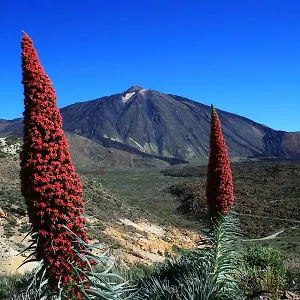 https://casa-ivonne-san-isidro.adeje-hotels.com